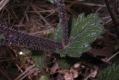 image of Michauxia campanuloides