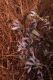 image of Michauxia campanuloides