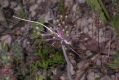 image of Allium stamineum