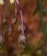 image of Allium stamineum