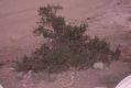 image of Prunus mongolica