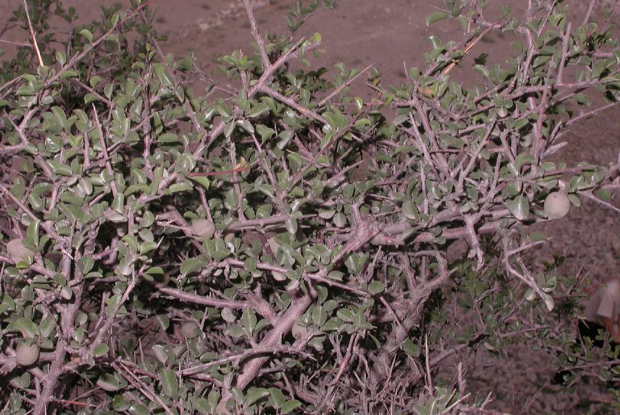 Rosaceae Prunus mongolica