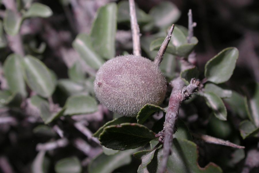 Rosaceae Prunus mongolica