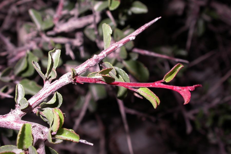 Rosaceae Prunus mongolica