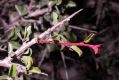 image of Prunus mongolica