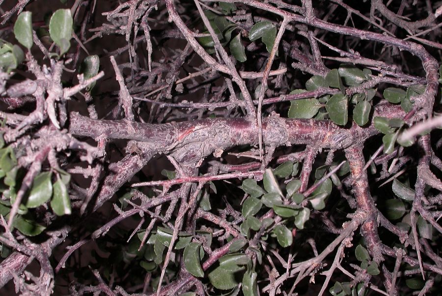 Rosaceae Prunus mongolica