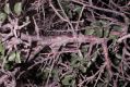 image of Prunus mongolica