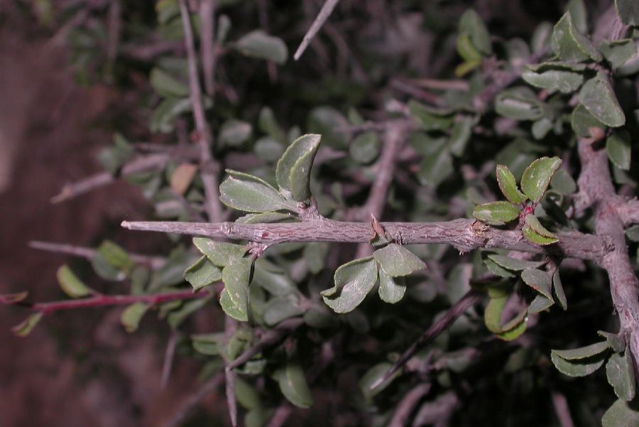 Rosaceae Prunus mongolica