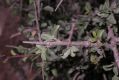 image of Prunus mongolica