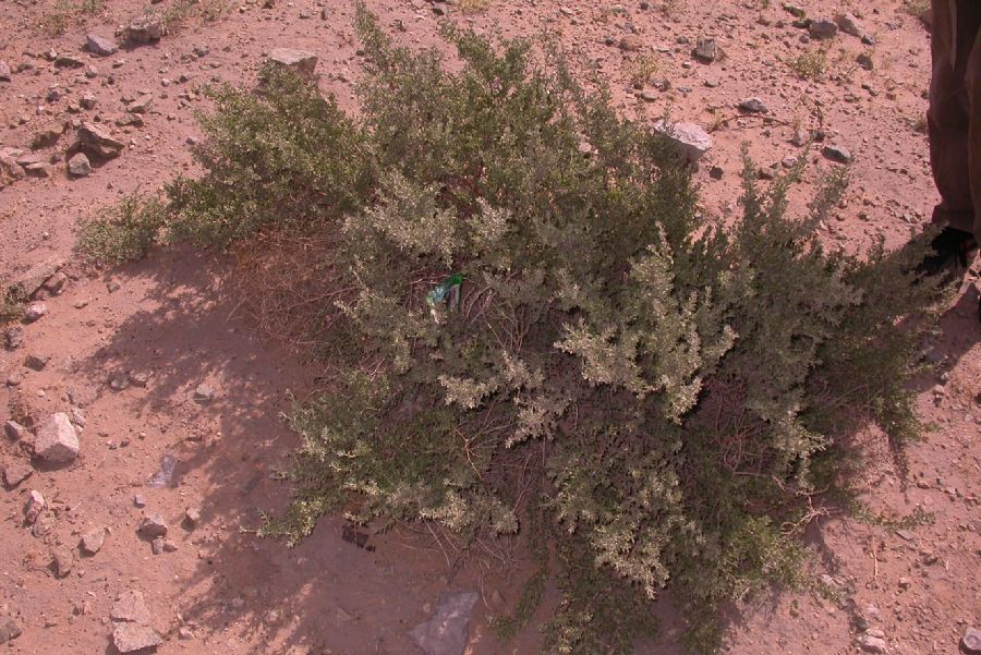 Zygophyllaceae Tetraena mongolica