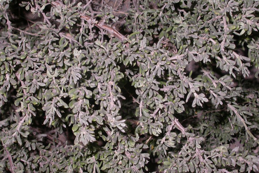 Zygophyllaceae Tetraena mongolica