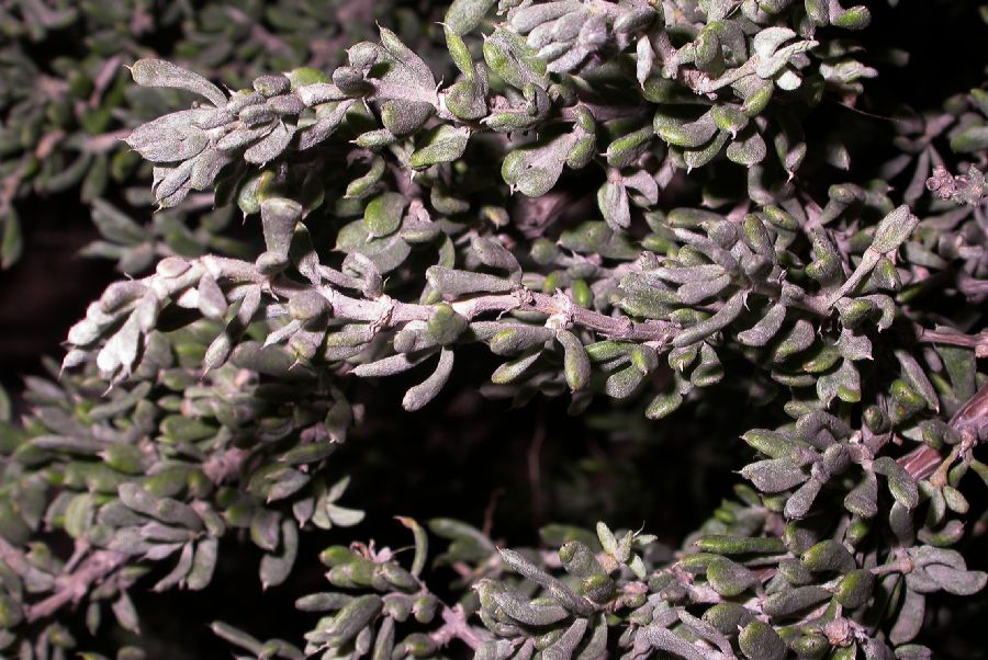 Zygophyllaceae Tetraena mongolica