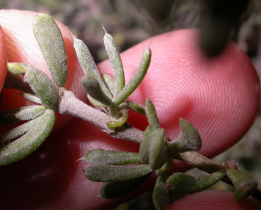 Zygophyllaceae Tetraena mongolica