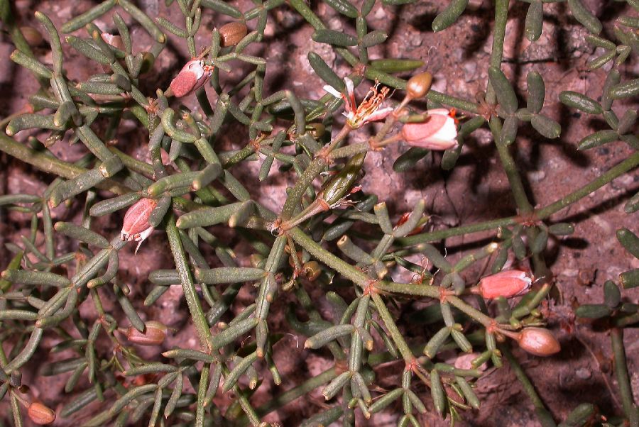 Zygophyllaceae Zygophyllum mucronatum
