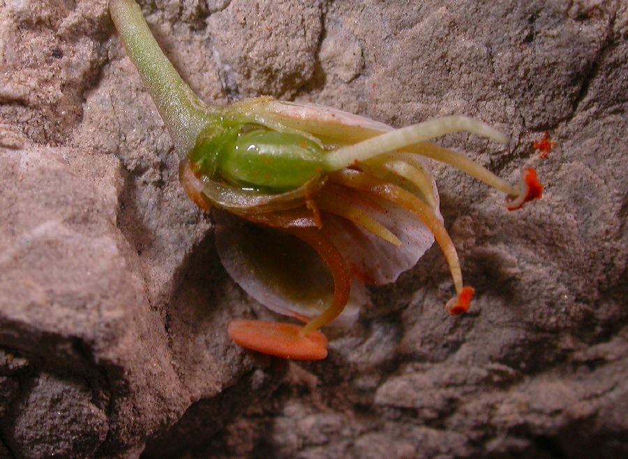 Zygophyllaceae Zygophyllum mucronatum