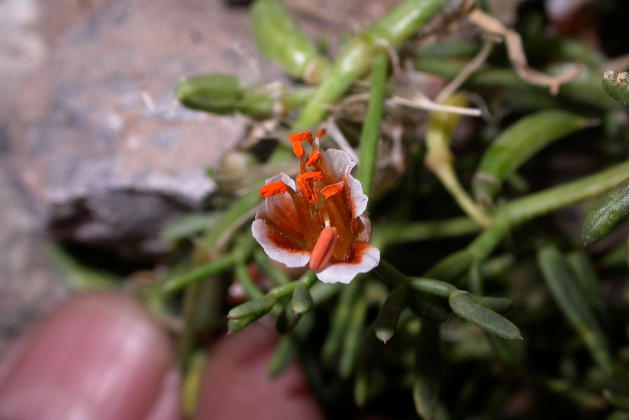 Zygophyllaceae Zygophyllum mucronatum