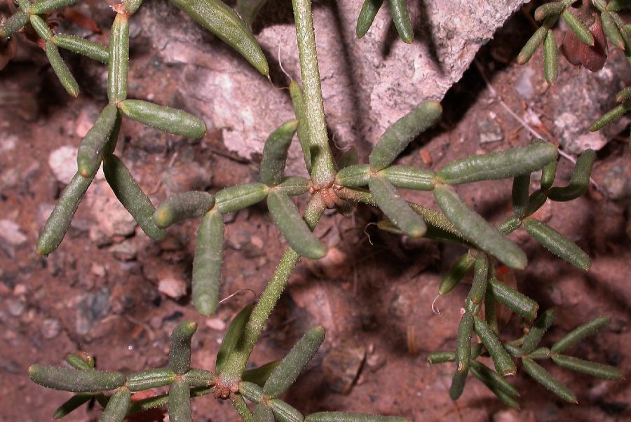 Zygophyllaceae Zygophyllum mucronatum