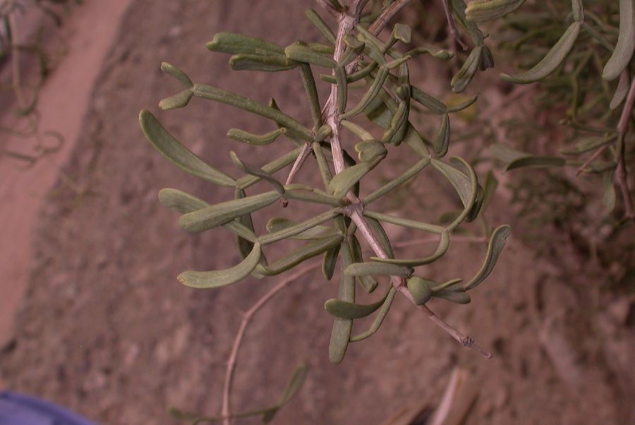 Zygophyllaceae Zygophyllum xanthoxylum