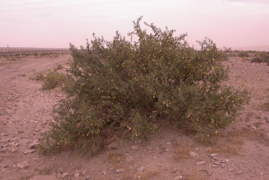 Zygophyllaceae Zygophyllum xanthoxylum