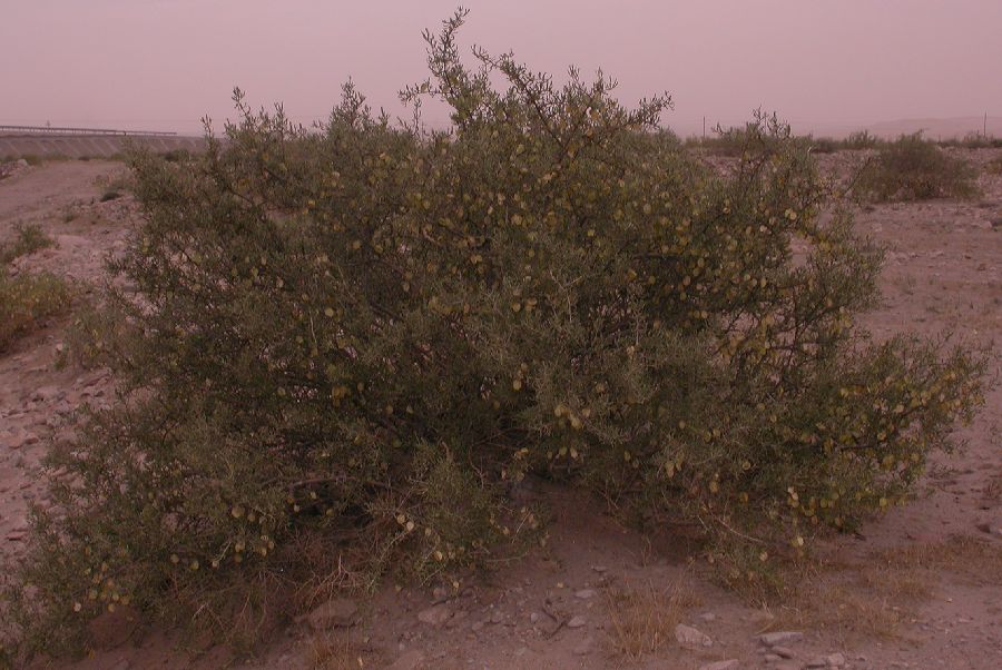 Zygophyllaceae Zygophyllum xanthoxylum