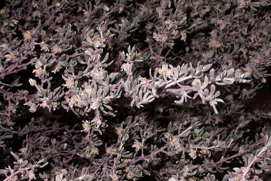 Zygophyllaceae Tetraena mongolica
