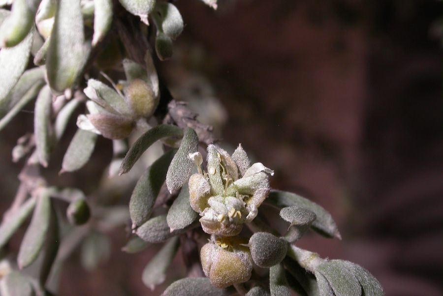 Zygophyllaceae Tetraena mongolica