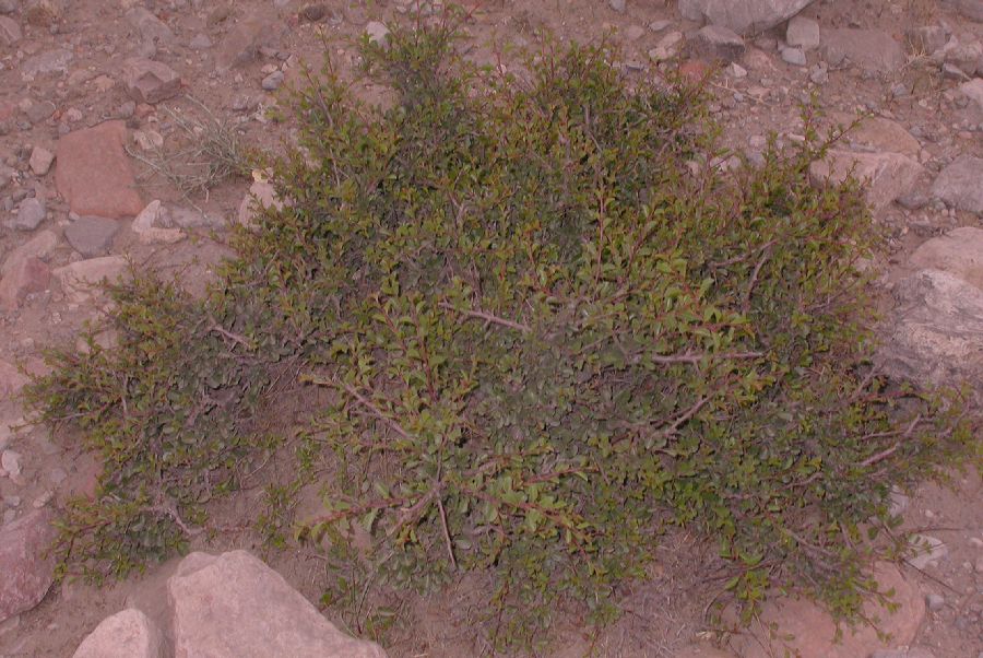 Rosaceae Prunus mongolica