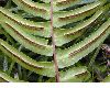 image of Blechnum occidentale
