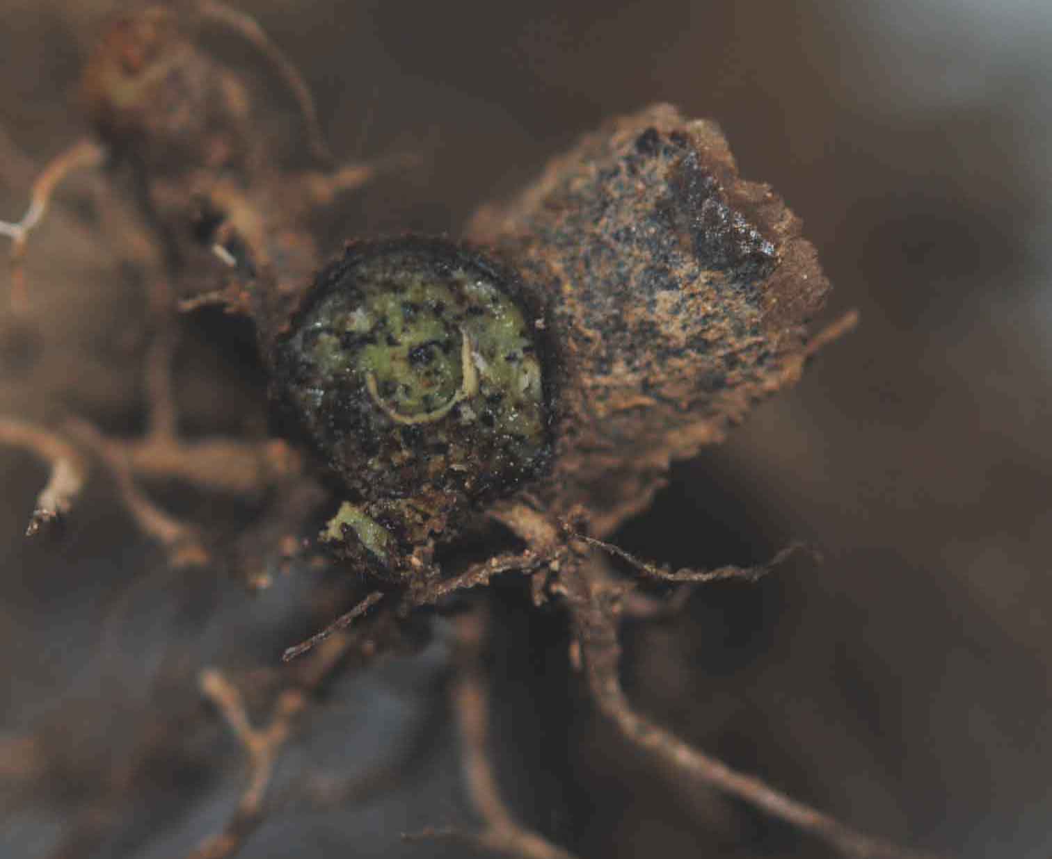 Dryopteridaceae Mickelia pergamentacea