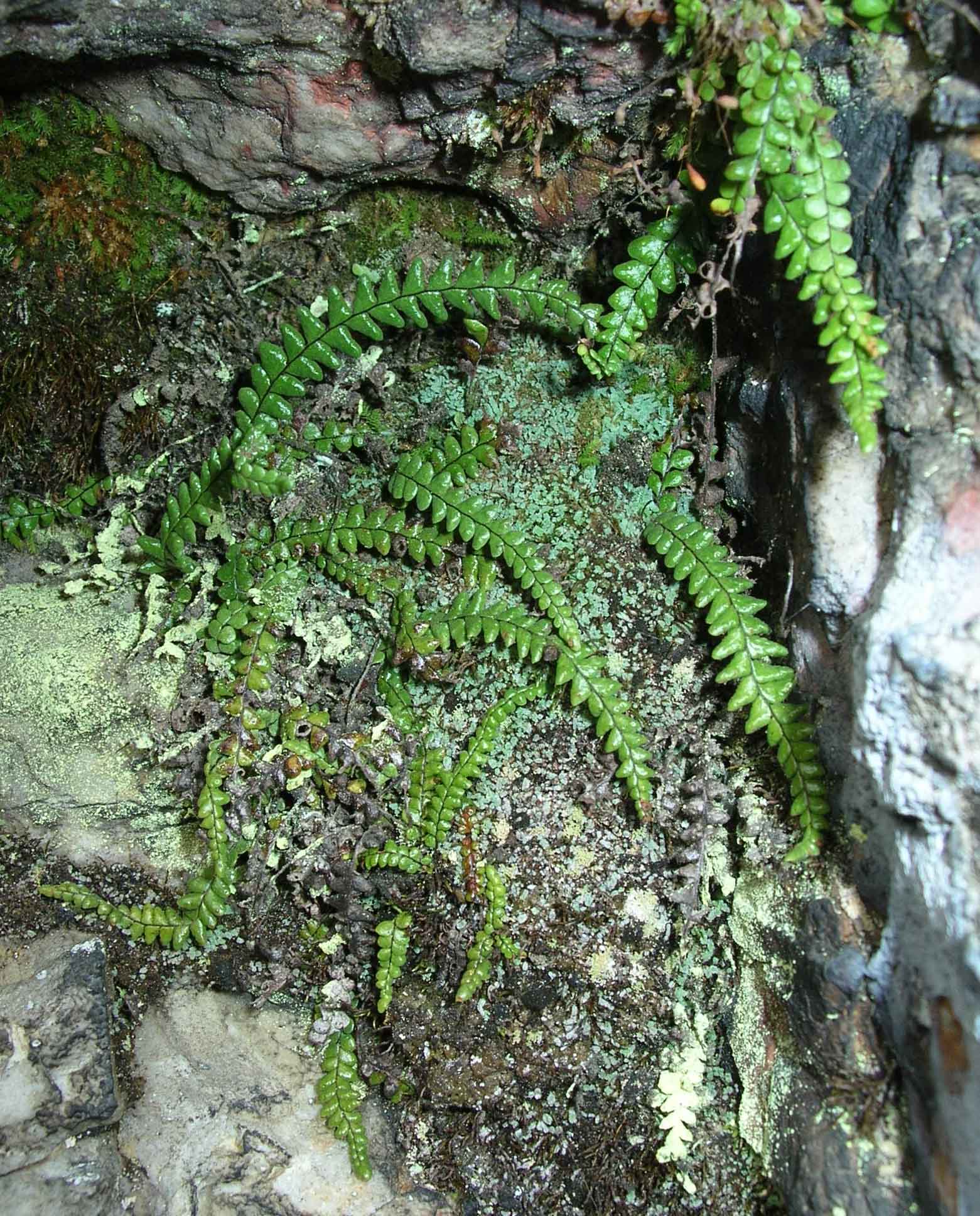 Grammitidaceae Lellingeria humilis
