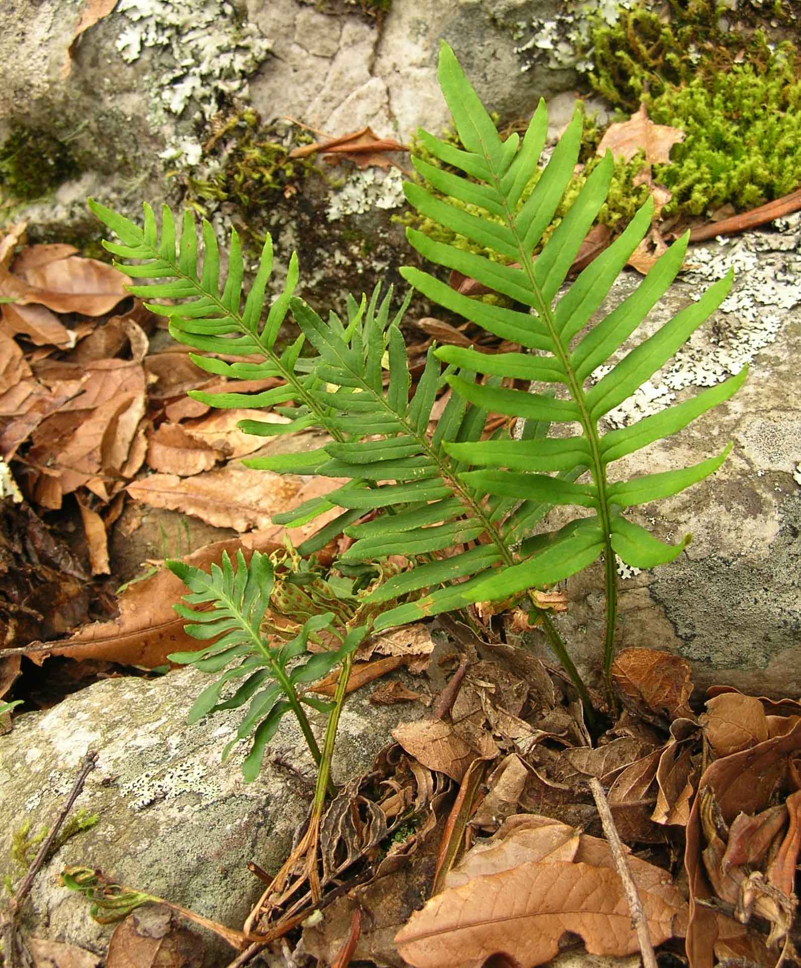 Polypodiaceae Pleopeltis orientalis