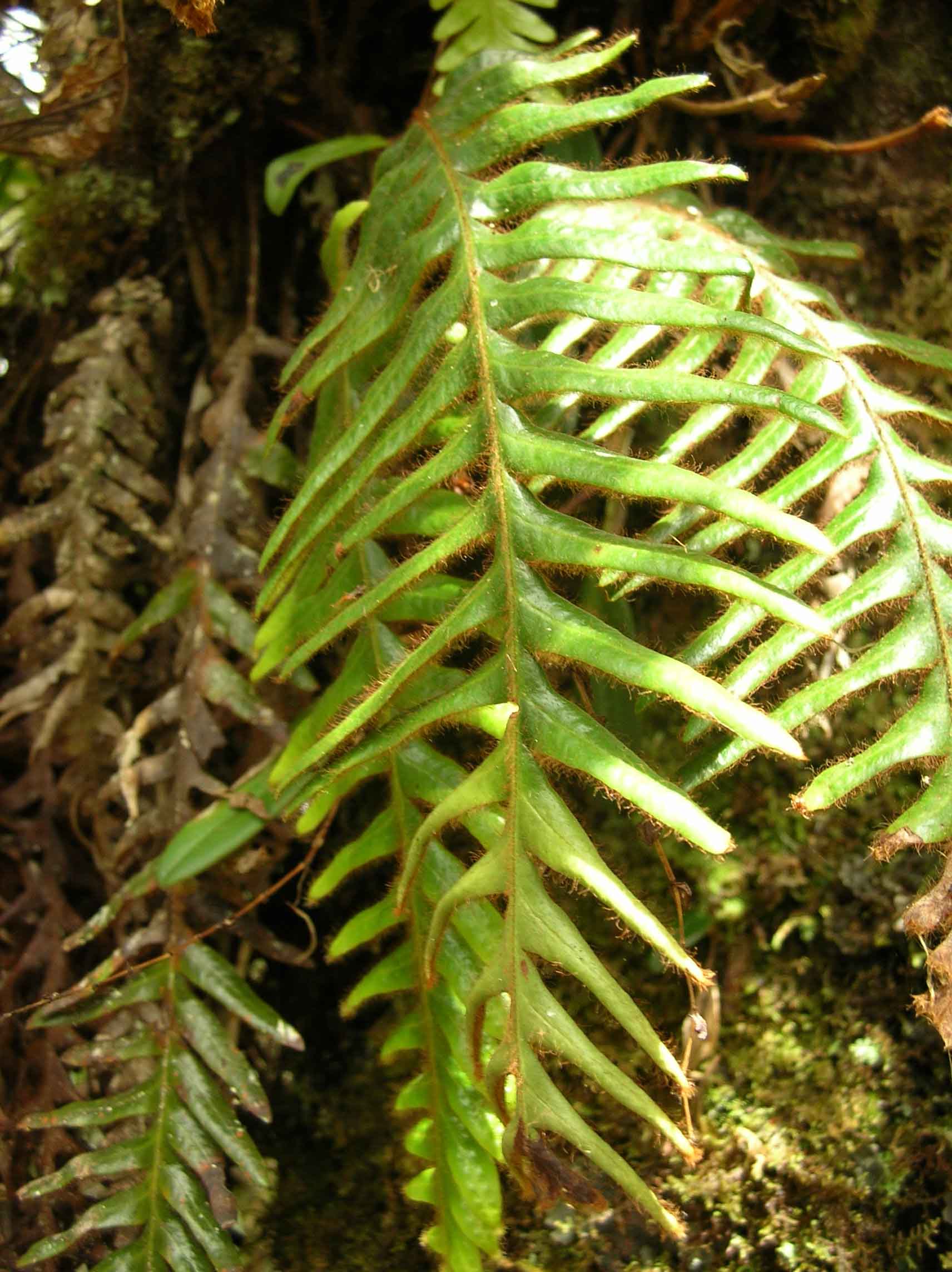 johnansaz Zygophlebia mathewsii