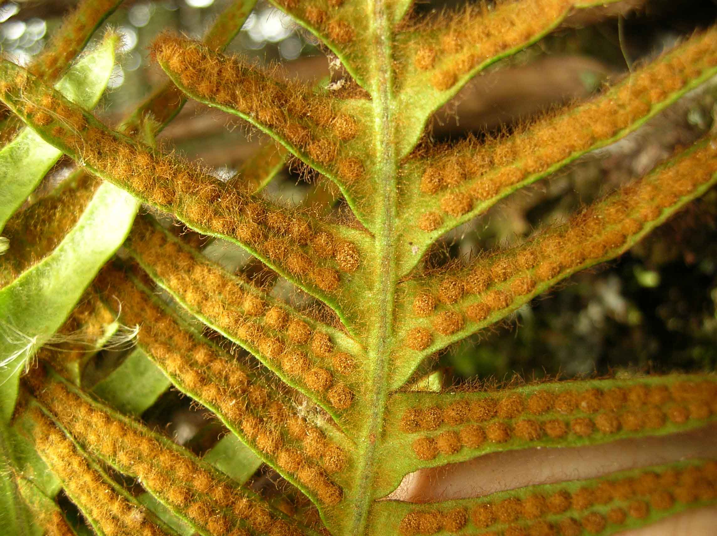Grammitidaceae Zygophlebia mathewsii