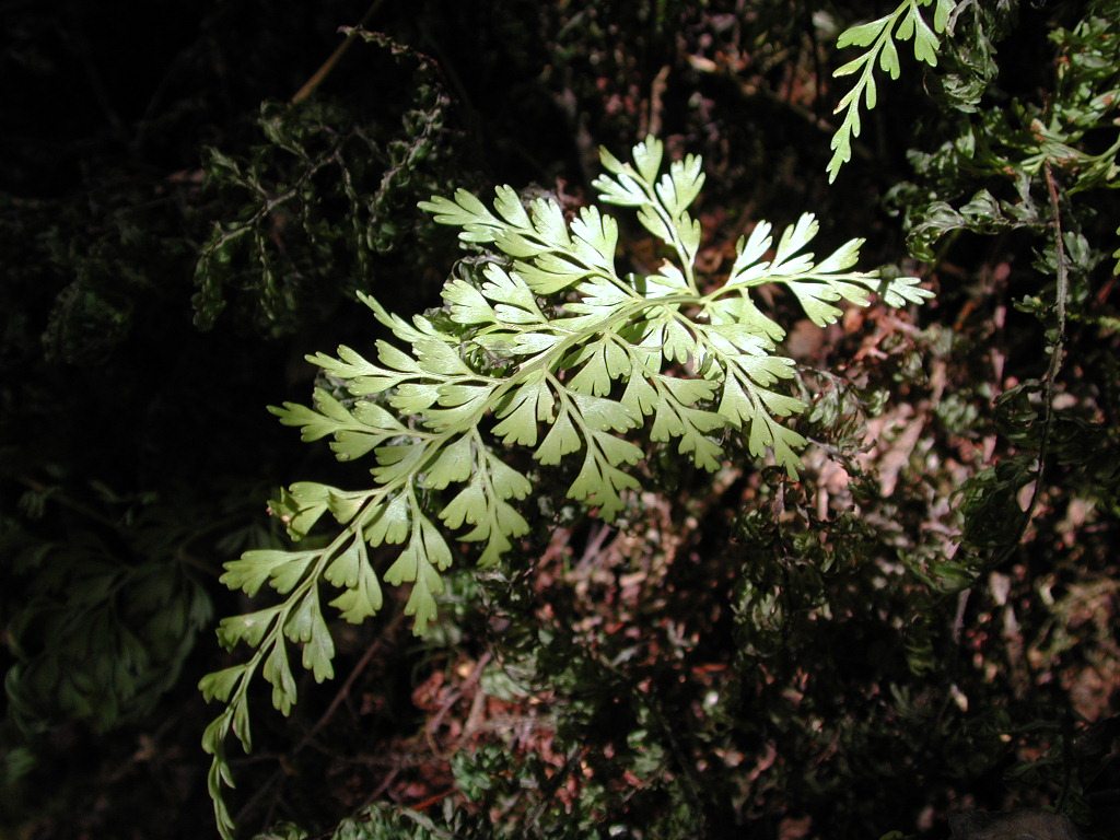 Aspleniaceae Asplenium fragrans