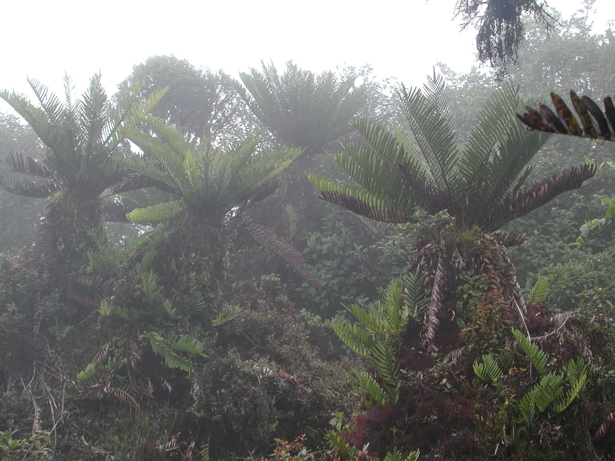 Blechnaceae Lomariocycas aurata