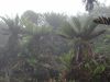 image of Lomariocycas aurata