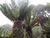 image of Lomariocycas aurata