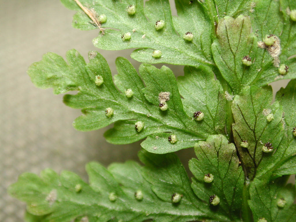 Cystopteridaceae Cystopteris fragilis
