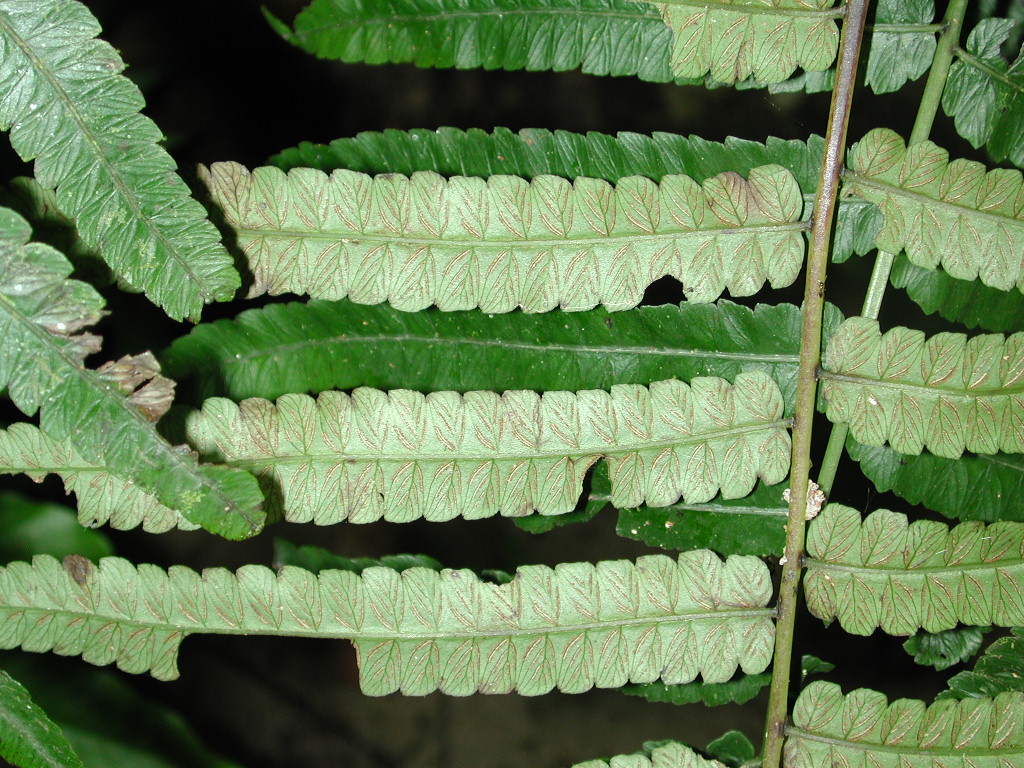 Athyriaceae Diplazium cuneifolium