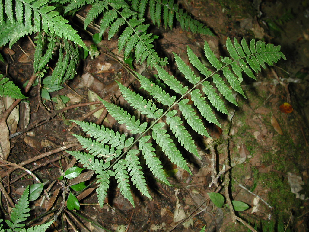 Athyriaceae Diplazium stuebelianum