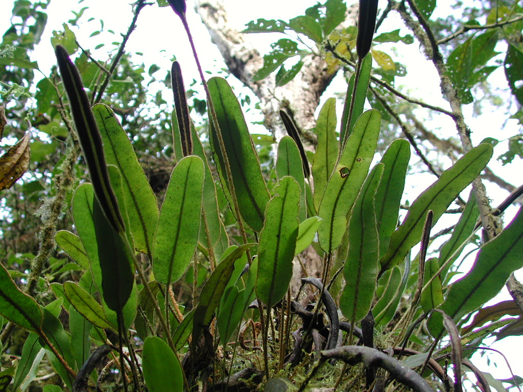 Dryopteridaceae Elaphoglossum engelii
