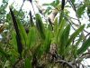 image of Elaphoglossum engelii