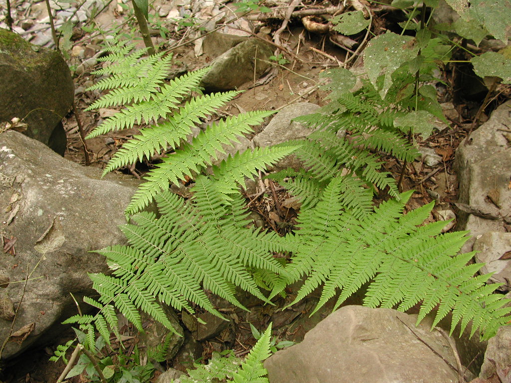 Thelypteridaceae Macrothelypteris torresiana