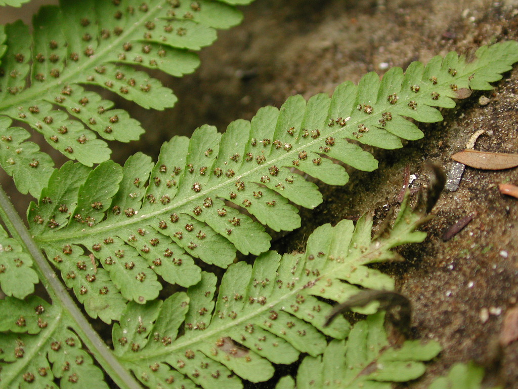 Thelypteridaceae Macrothelypteris torresiana