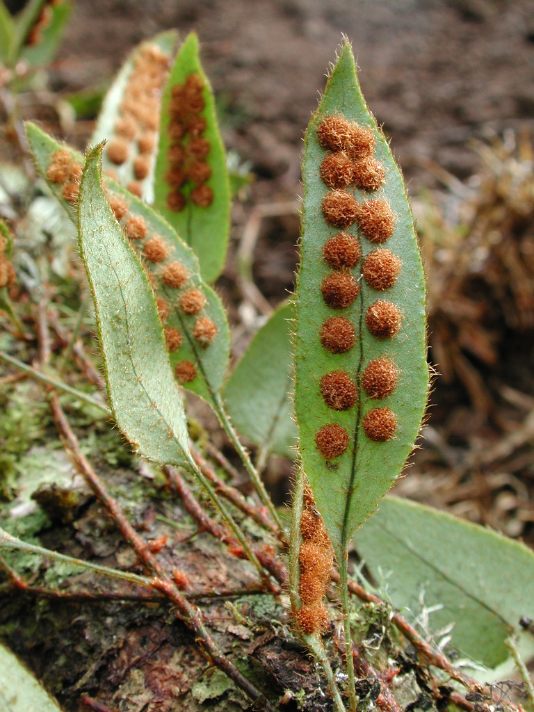 Polypodiaceae Microgramma latevagans
