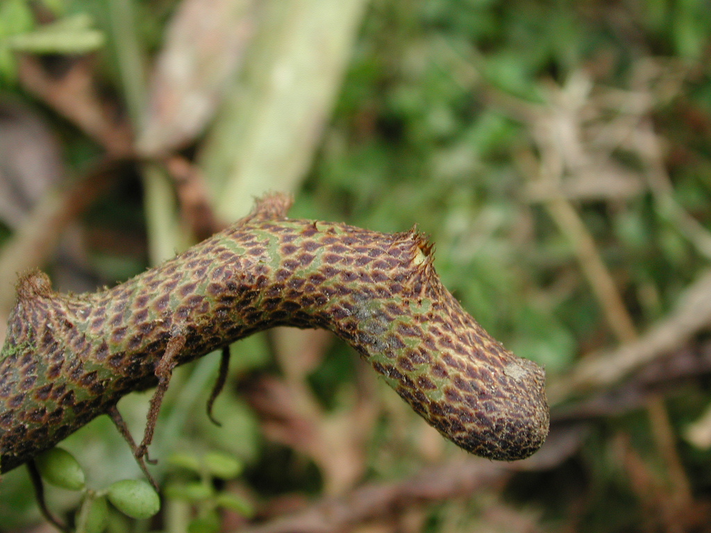 Polypodiaceae Niphidium anocarpos