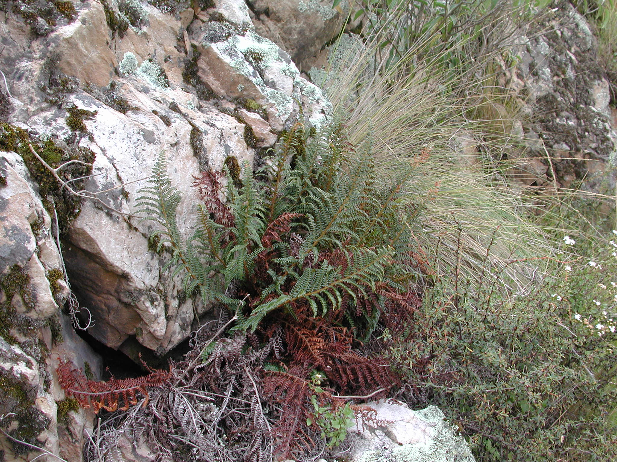 Dryopteridaceae Polystichum cochleatum