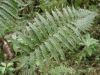 image of Polystichum solomonii