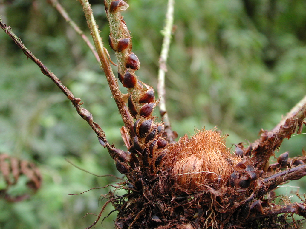 Dryopteridaceae Polystichum solomonii