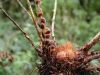 image of Polystichum solomonii